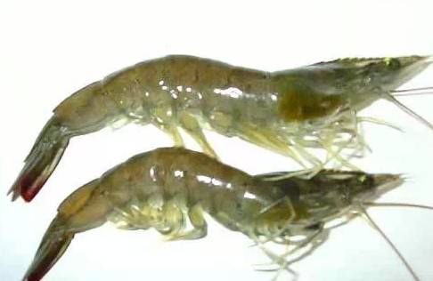 今日|今日开海!这84种海鲜,你都认识吗?你真的会吃海鲜吗?