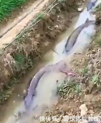  男子|野外游玩发现水中有黑影，走近一看，男子选择报警