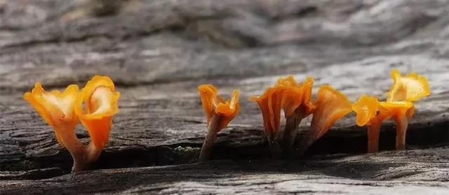  随手|夏天过半，这口得赶紧啦！随手一炒就贼香