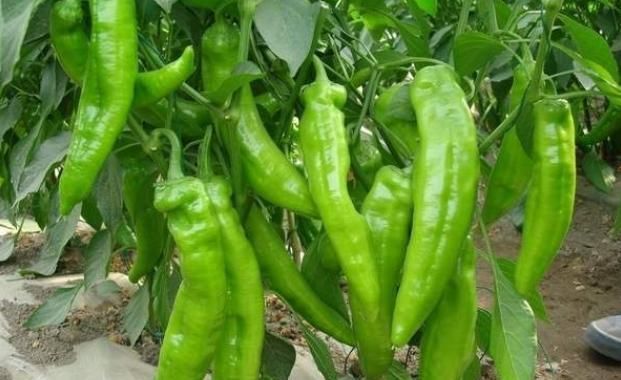  虎皮青椒|夏天最强“减肥菜”，这样做比肉都香，坚持吃1周，腰肢变苗条了