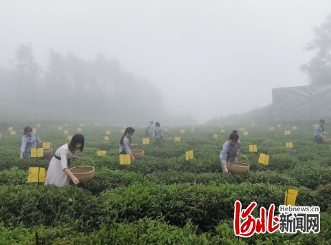  精准|「精准脱贫在三湘」湖南安化黑茶：山区人民的致富“金叶子”