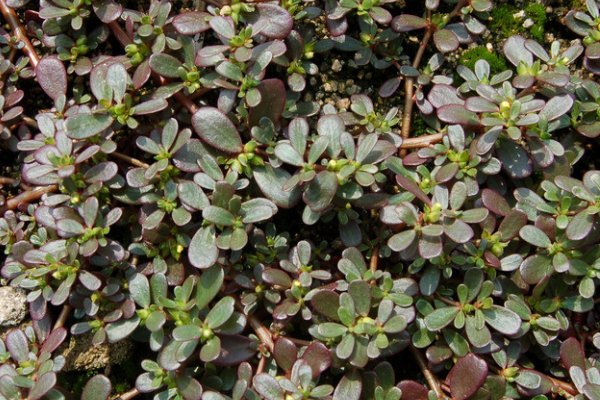 明白|用马齿笕泡水,可以使白发变黑发?其实不全对,看完终于明白了