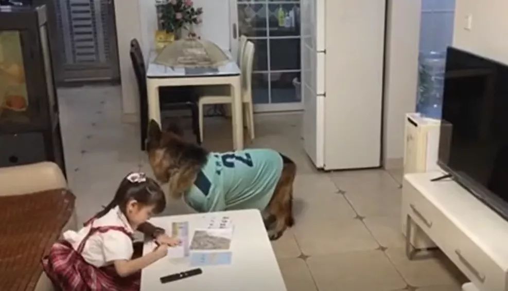 妈妈|妈妈不在家，狗子和小主人竟然合谋干出这种事