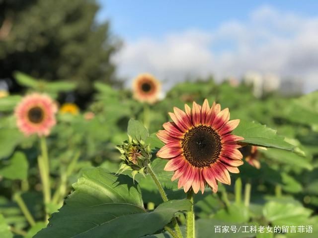 葵花|沈阳花讯通知：朵朵葵花向阳开