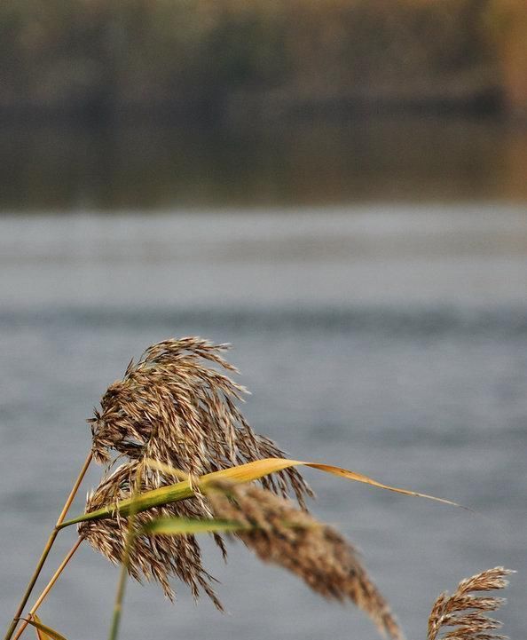  造纸|世界最大芦苇荡在中国，面积长度超百公里，可造纸可观赏