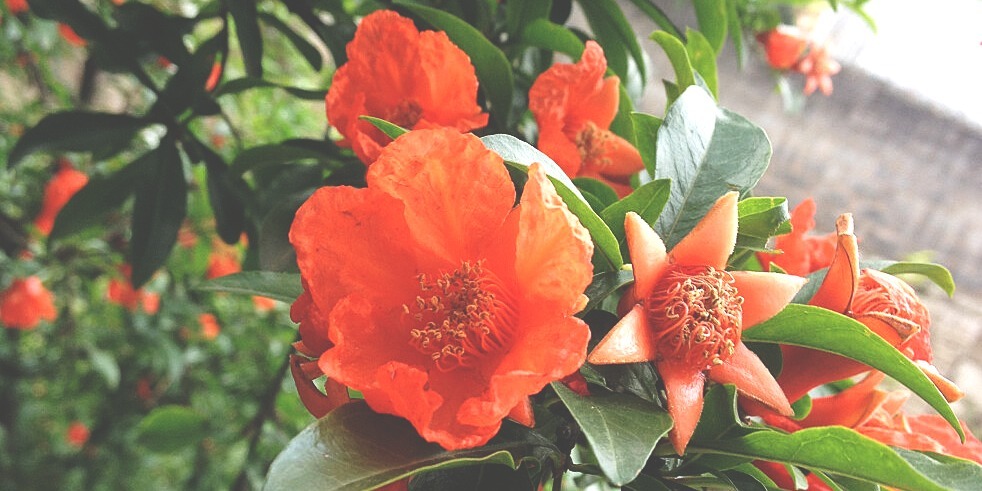 不吐|吃葡萄可以不吐皮，但吃“它”一定要吐很多籽！