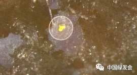 污染|塑料污染对海草床的影响 绿会生态修复工程研究