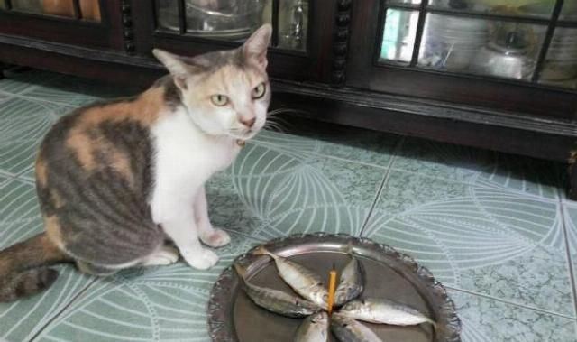 猫咪|猫咪过生日，主人精心给它准备礼物，看到猫咪反应主人心碎了