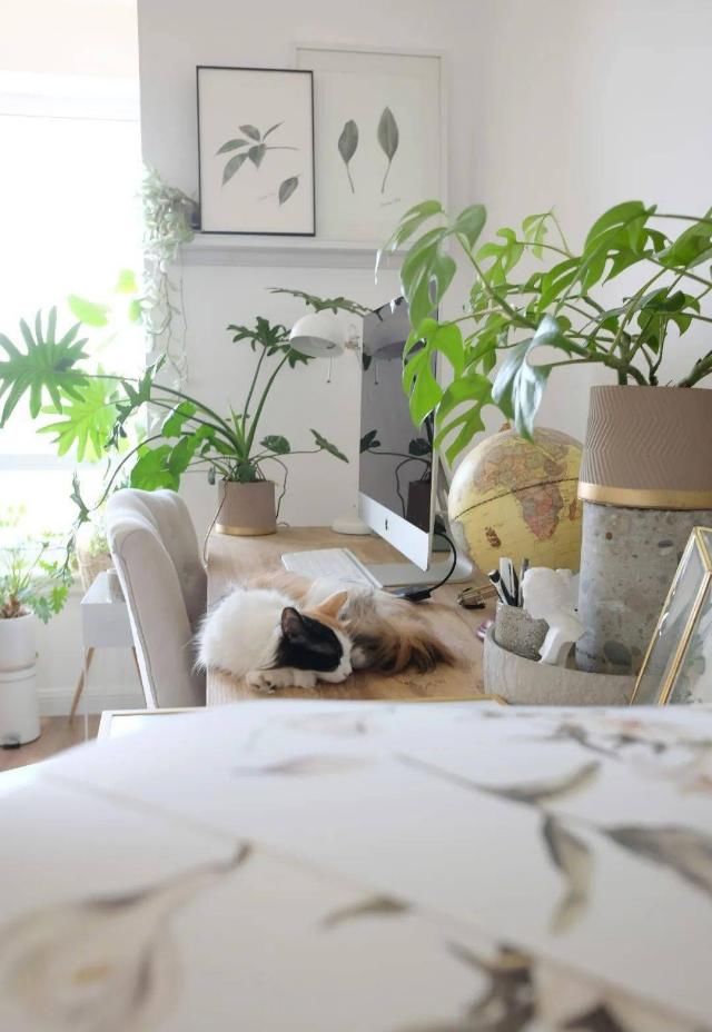  吊钟|她们的家，美得很让人种草