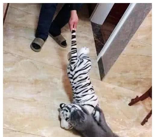  白虎|男子买了一条白虎玩偶，拿起来走的时候感觉不对，低头一看吓坏了