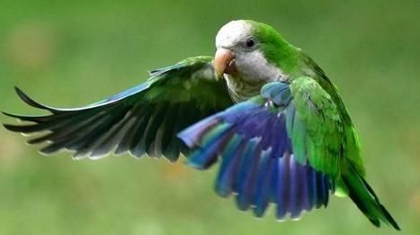  希望|大学生一售卖鹦鹉获刑6年，女友称已上诉，希望二审能轻判