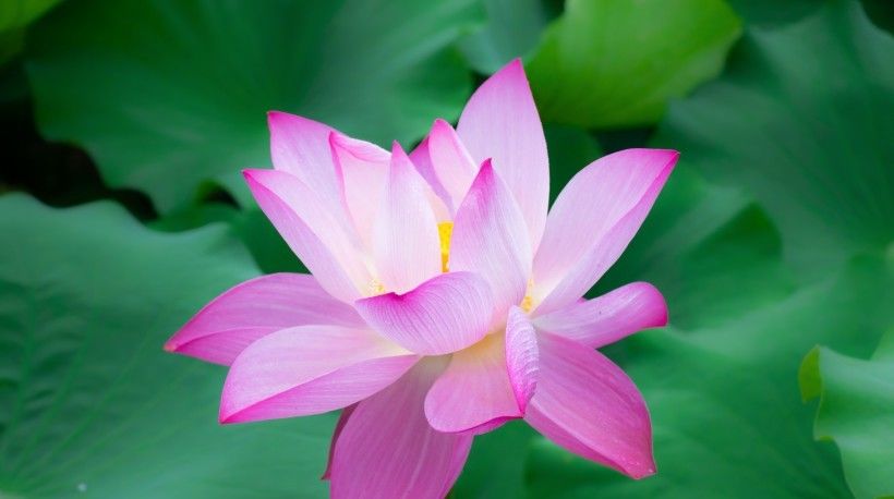  好心|8月开始好心有好报，财运一路飙升，人生完美逆转的四大生肖