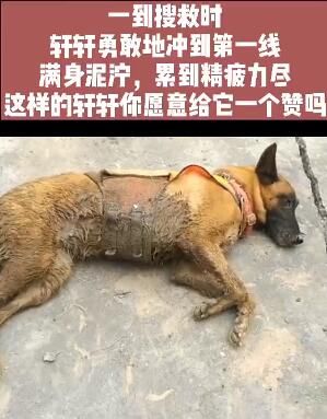  泥泞|害怕打疫苗的搜救犬勇敢冲到前线 满身泥泞，精疲力尽…