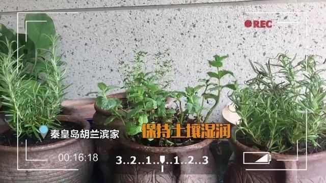  新鲜|想给菜肴添点“新风味”？自己种的新鲜香料才够味→