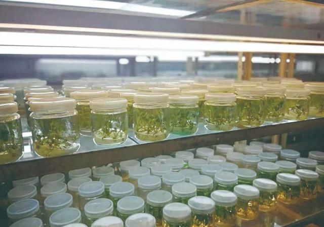 生长|云之南，一个生生不息、万物生长的地方