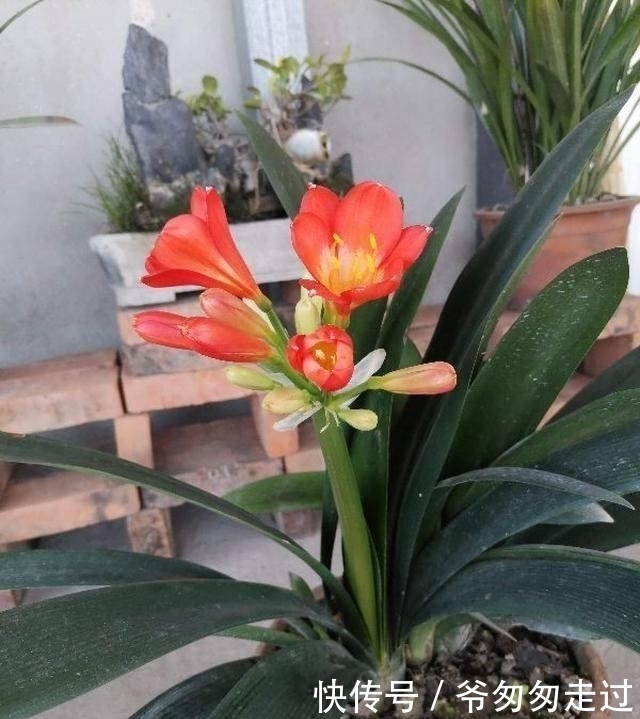 大哥|农村大哥,专门挖这种土养花,不花钱开花真旺!