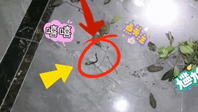  消防人员|蛇出没，请注意！