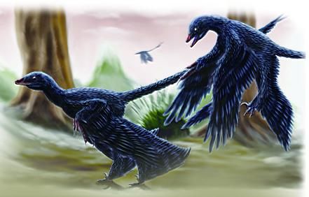  羽毛结构|恐龙的羽毛不是用来飞行，而是用来求偶的？