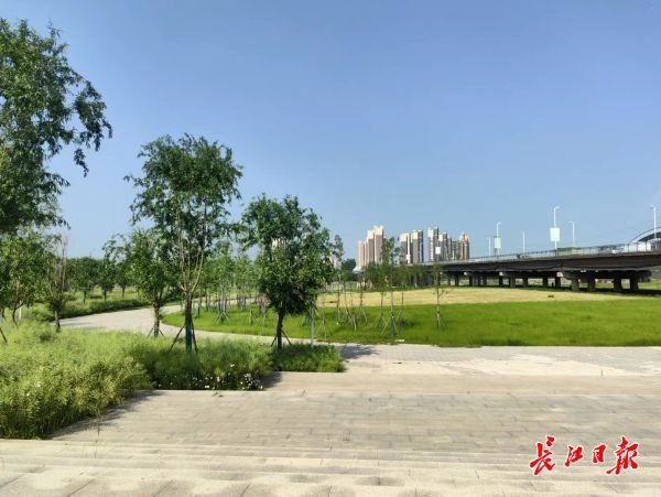 常青树木配樱花，市民为长江新区道路画了幅效果图