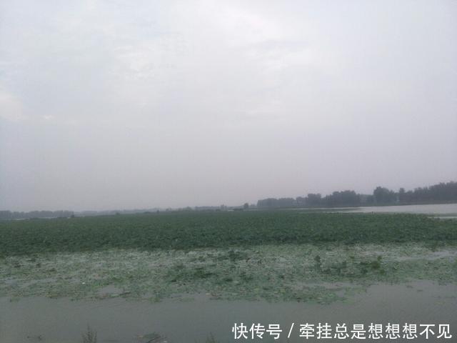 河南省|河南省民权县任庄国家湿地公园快来看,这里的千亩荷花开了