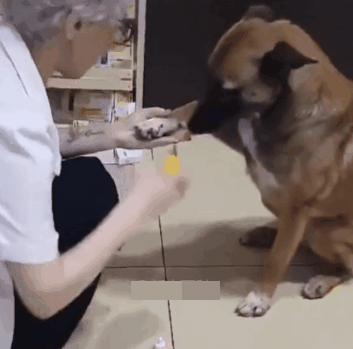 前爪受伤|受伤的狗狗自己跑到药店寻求帮助，在地上翻滚着感谢医生