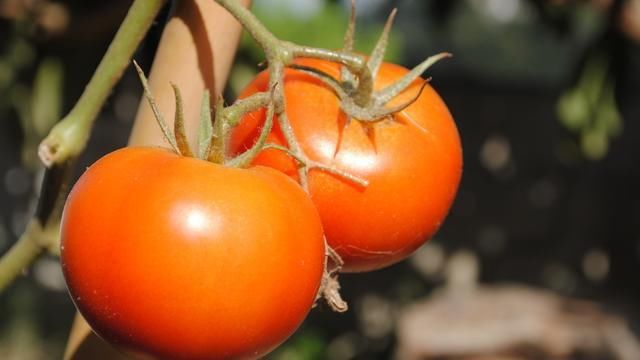  番茄|日光温室番茄栽培技术，及主要病虫害防治方法，菜农学到就是赚到