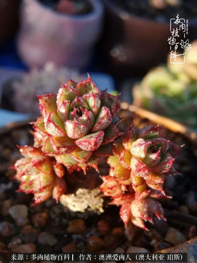 血放|多肉让你把血放，文玩掏空你家当，你要在哪个坑里乘风破浪？