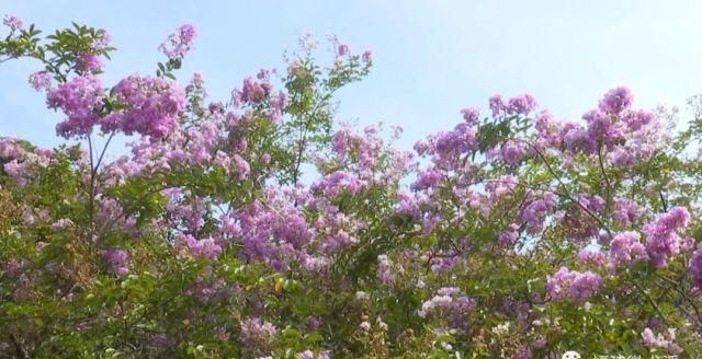 娇艳|这里两株百年紫薇娇艳绽放，快来赏花