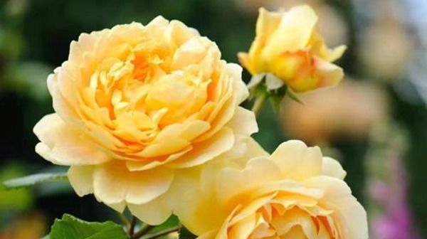  属蛇的女人|命里有金的三大生肖女，会理财投资，能赚更多钱，一辈子不缺钱