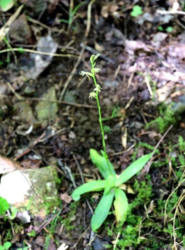 景宁|失踪135年，珍稀植物“湿地玉凤花”重现景宁