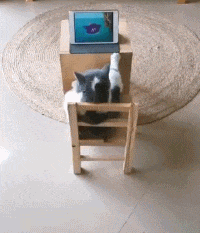 GIF|搞笑GIF:说出来你们可能不信,刚刚比赛中我输给了一辆面包车