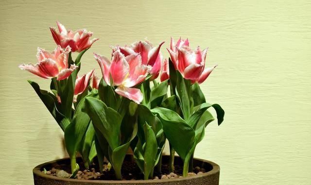  做饭|醋的10种妙用，经常做饭的你知道醋还能这么用吗，快来收藏吧！