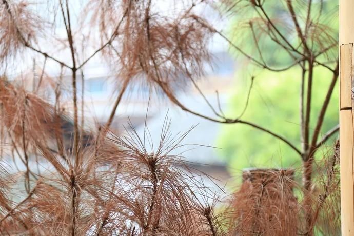 黄岗|村光灿烂 | 如果认识陶渊明,我一定让他到黄岗来。