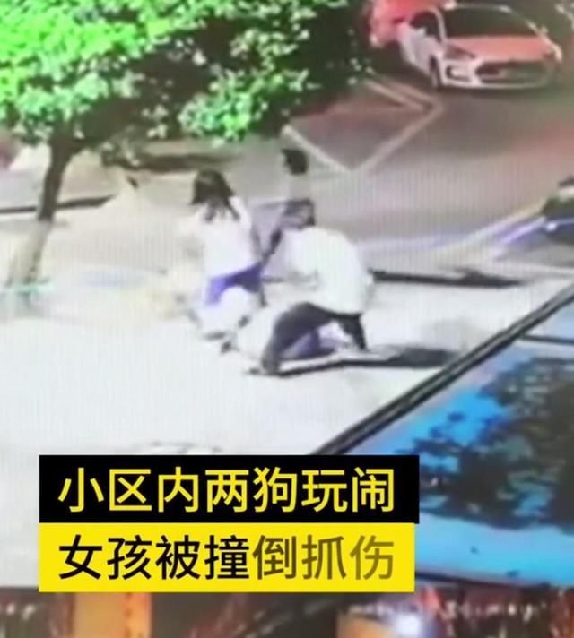  误伤|狗主人不愿担责？两狗追闹误伤过路女孩，家长拿石头砸门打狗