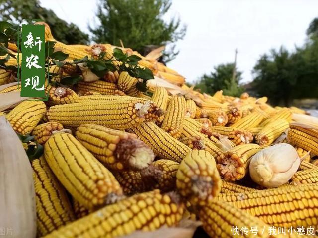 8月玉米创下新高！9月的行情将更加激荡，有哪些关键看点？