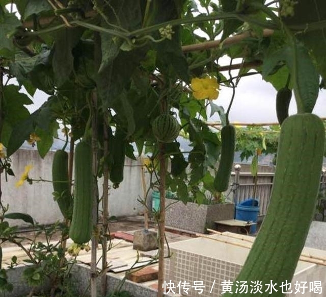 一箩筐|盆栽丝瓜有窍门，一棵瓜几十条，节节都有瓜，一摘一箩筐