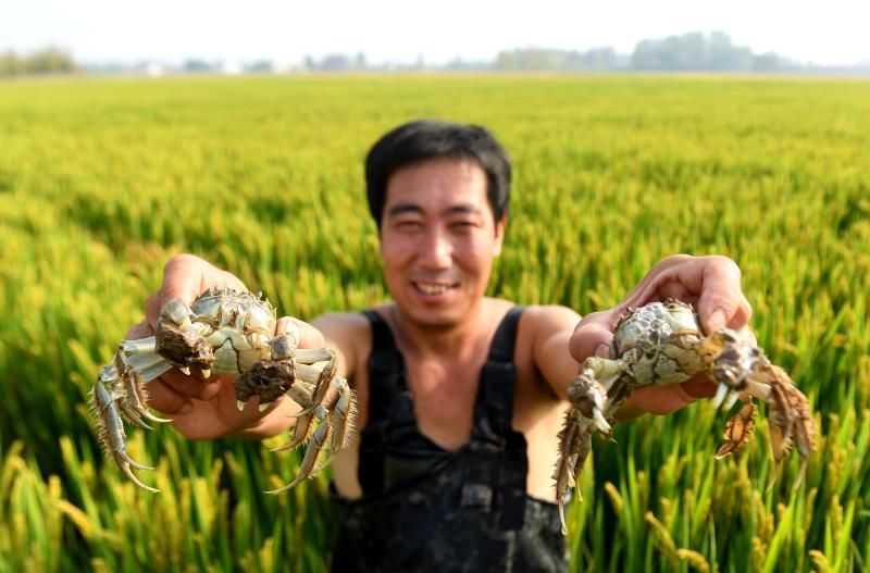 上海|你知道吗？大闸蟹的称谓和上海有关，上海人最爱吃何种蟹