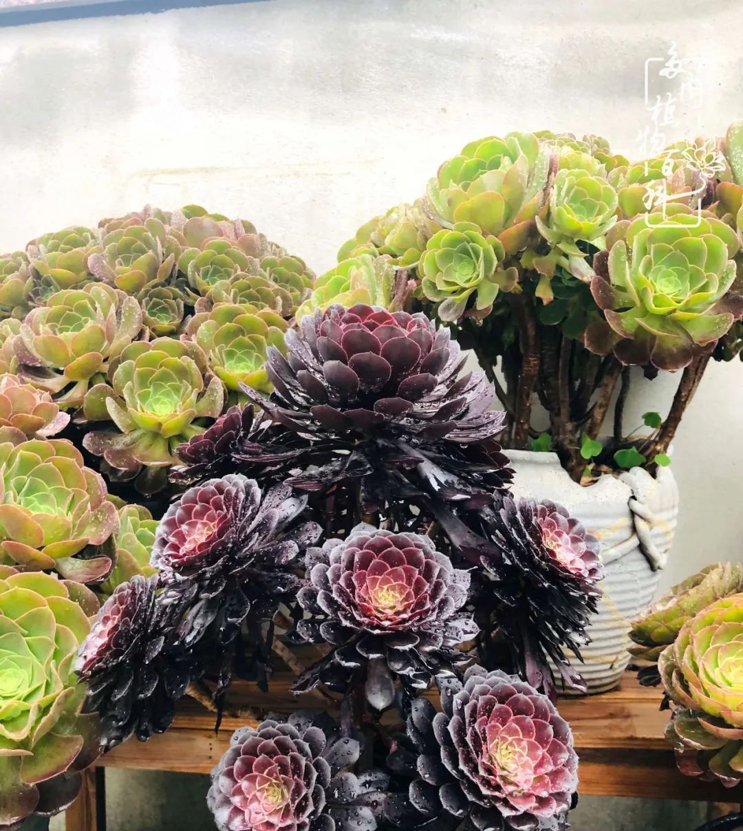  遇上|遇上多肉，遇上美好，情不知所起，一往而深！