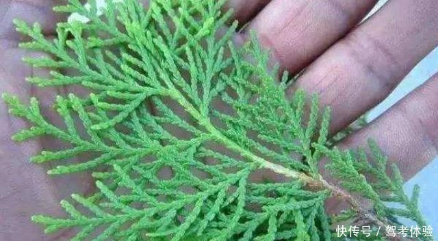 改正|家乡若还用它“熏腊肉”,请你们改正一下,因为此树极为珍贵