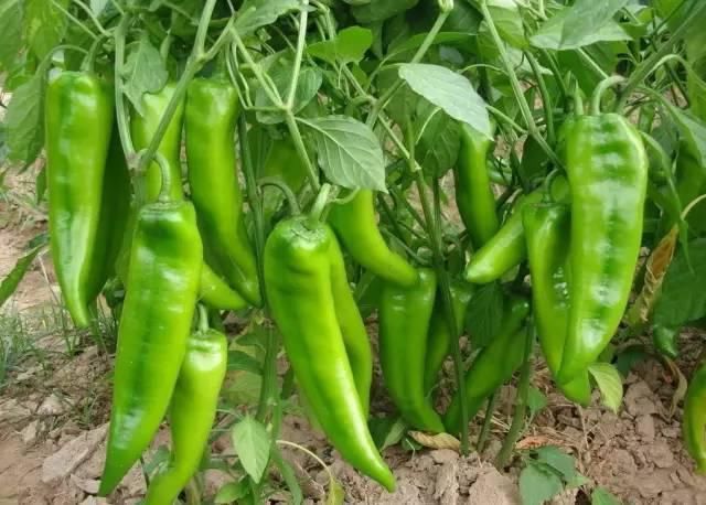  玉米地|东明老家玉米地里看到的一幕，令人......