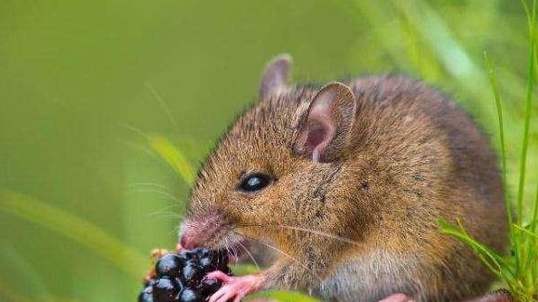  杀死老鼠|农村的老鼠太多，教你4个灭鼠绝招，不用药来一窝死一窝！