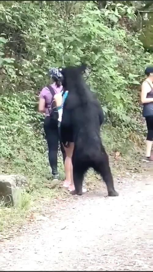  悄悄|心真大！黑熊悄悄靠近女游客闻头发！女子淡定来了张自拍！