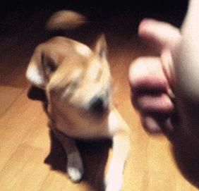 图片|22张图片记录狗狗的日常:第一次吃到了柠檬的狗子