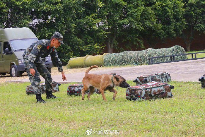  来看|优秀！来看警犬是怎样炼成的