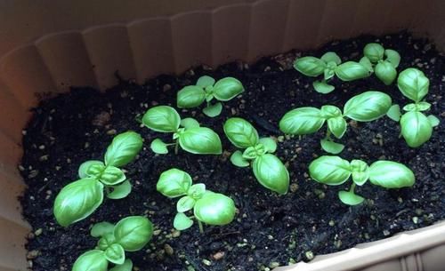 三大|风味大不同?认识三大香菜:芫荽、鸭儿芹、香芹