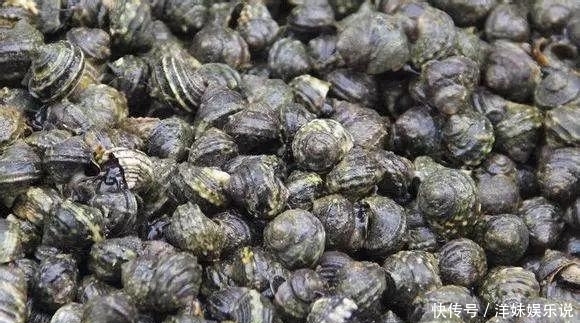 海鲜|海鲜大全, 你能认出多少