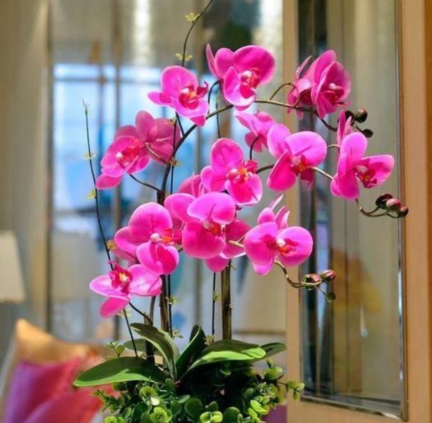  花香|养花试试这几款，花开繁盛花香怡人，寓意吉祥，漂亮好养