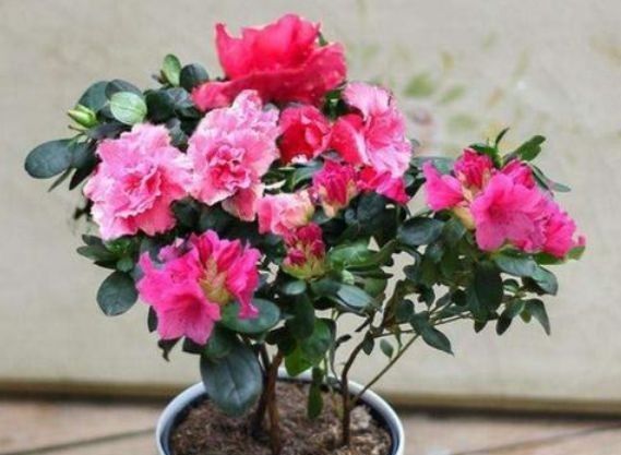  开花|4种花很耐养，沾土就能活，易爆盆，花开不断，还能旺财！