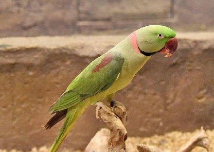 希望|大学生售卖宠物一审获刑6年，女友:已上诉，希望能轻判