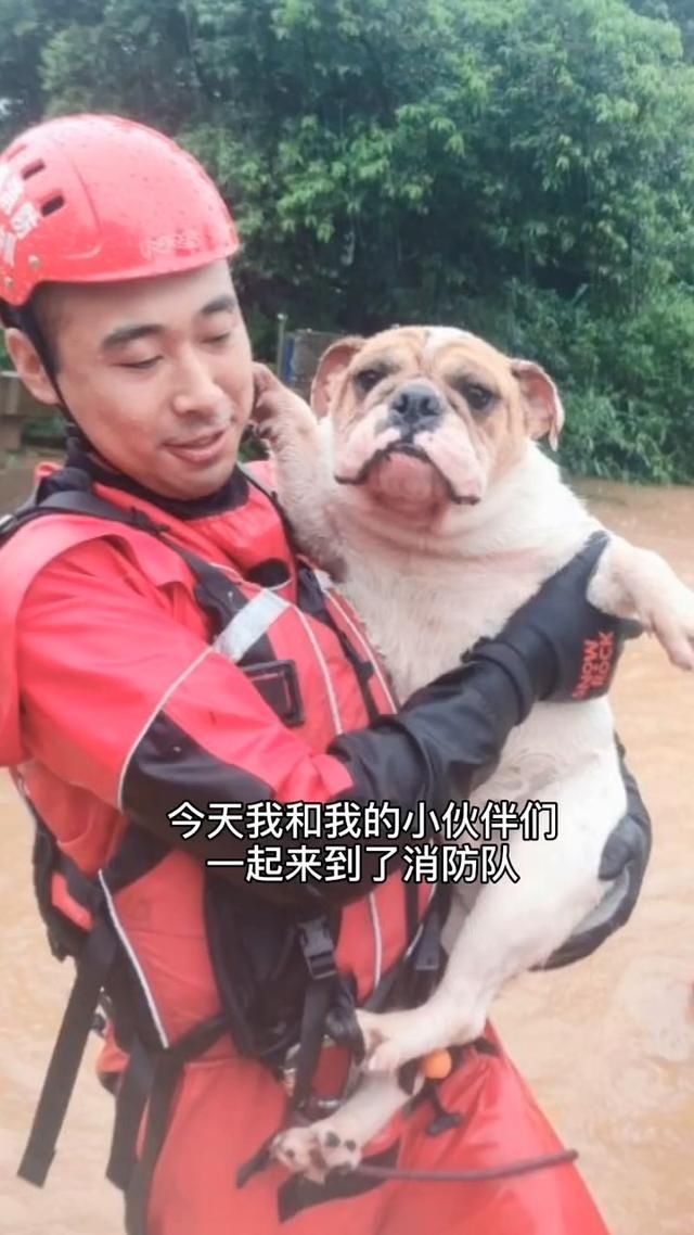  集体|狗狗集体探望消防员，反被【强制仰卧起坐】锻炼，网友笑喷